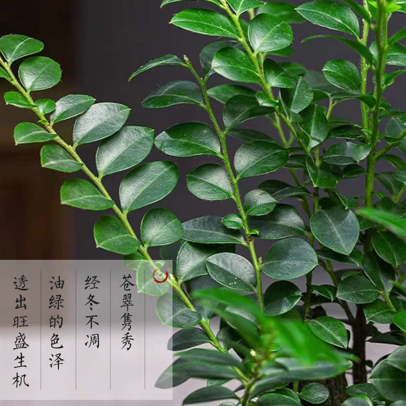 小叶紫檀盆景绿植盆栽室内书房老桩四季中式禅意桌面摆件创意好养