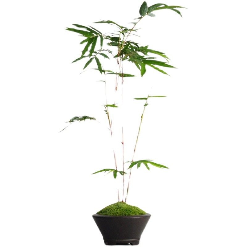 红竹盆景观音竹书房阳台美观小植物红竹子苗竹子盆栽室内桌面绿植,鲜花速递/花卉仿真/绿植园艺,绿植,淘宝优惠券,粉丝福利购,淘宝优惠卷