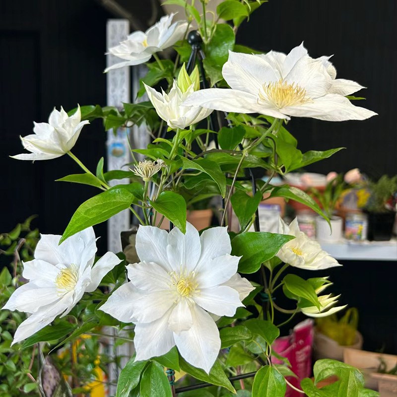 伊萨哥铁线莲花苗盆栽爬藤花藤本皇后半重瓣大花丰花无刺攀援植物