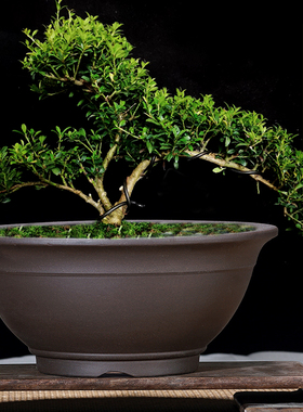 紫砂花盆特大号盆景盆简约陶瓷花盆室内花卉绿植桌面盆栽盆多肉盆