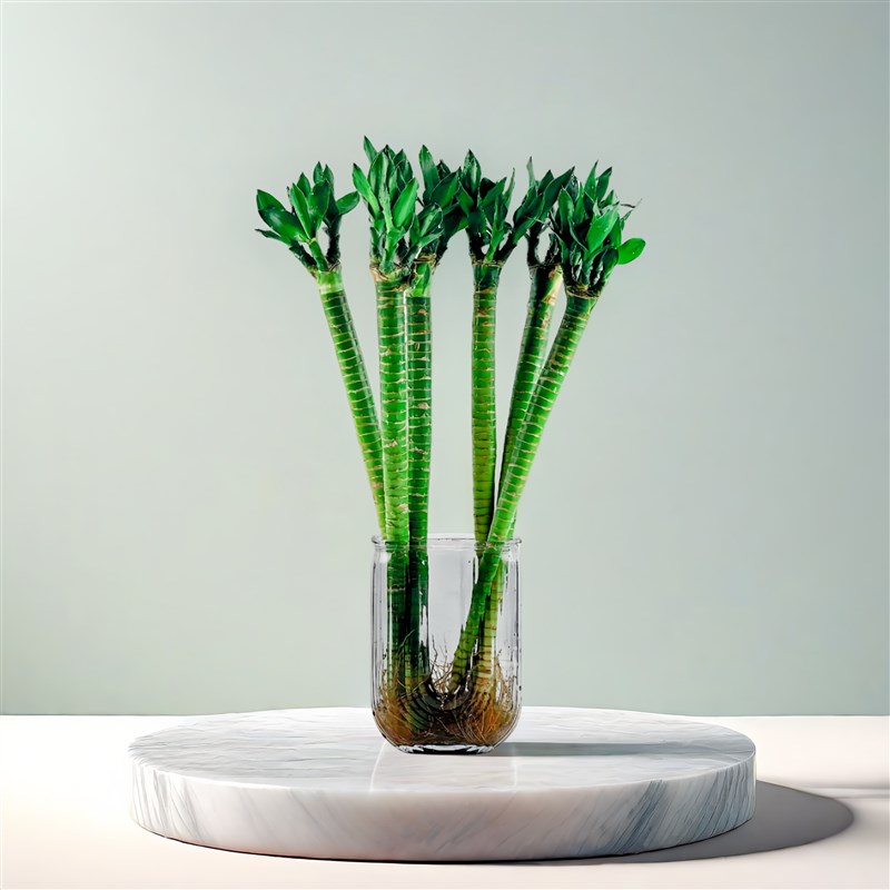 龙竹水培观音竹富贵竹发财竹文昌竹客厅室内竹子盆栽水养绿植