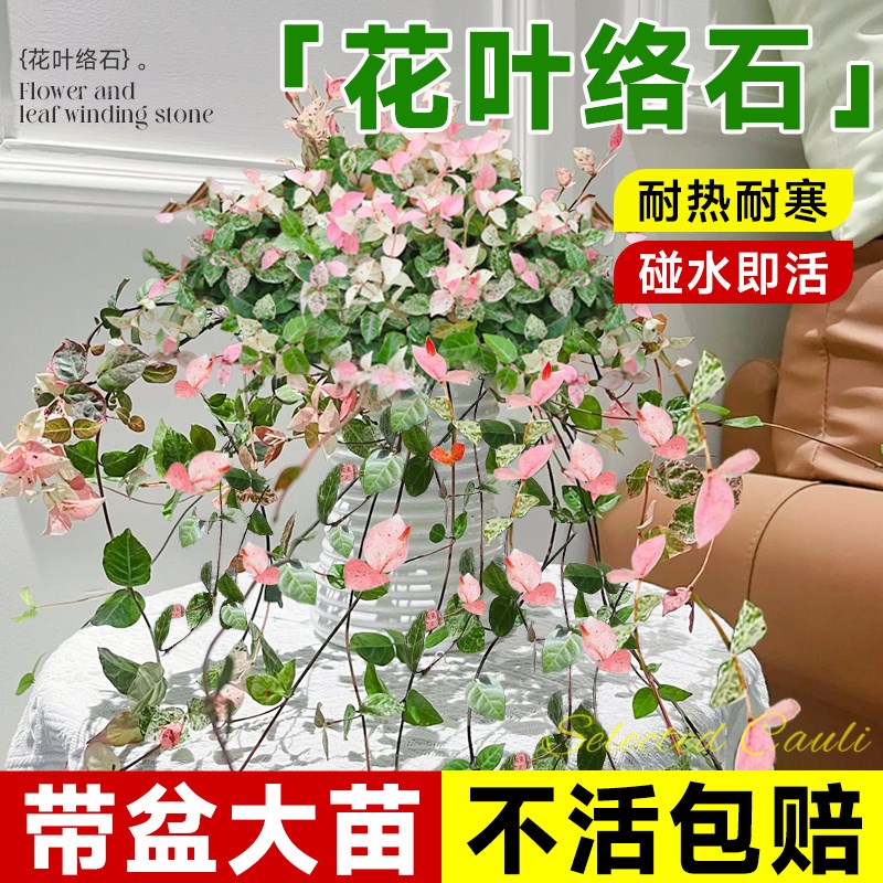 花叶络石四季五彩花卉绿植物盆栽彩络叶吊篮阳台爬藤苗庭院好养活图片