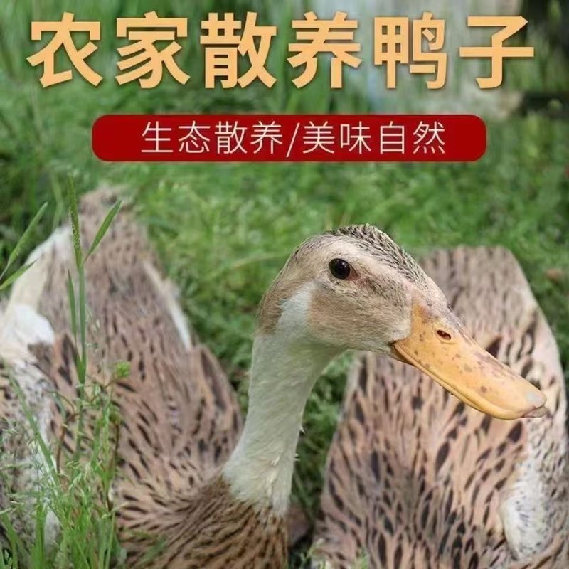 顺丰拍一发三只农家散养土鸭无掌无翅无内脏速冻锁鲜发货