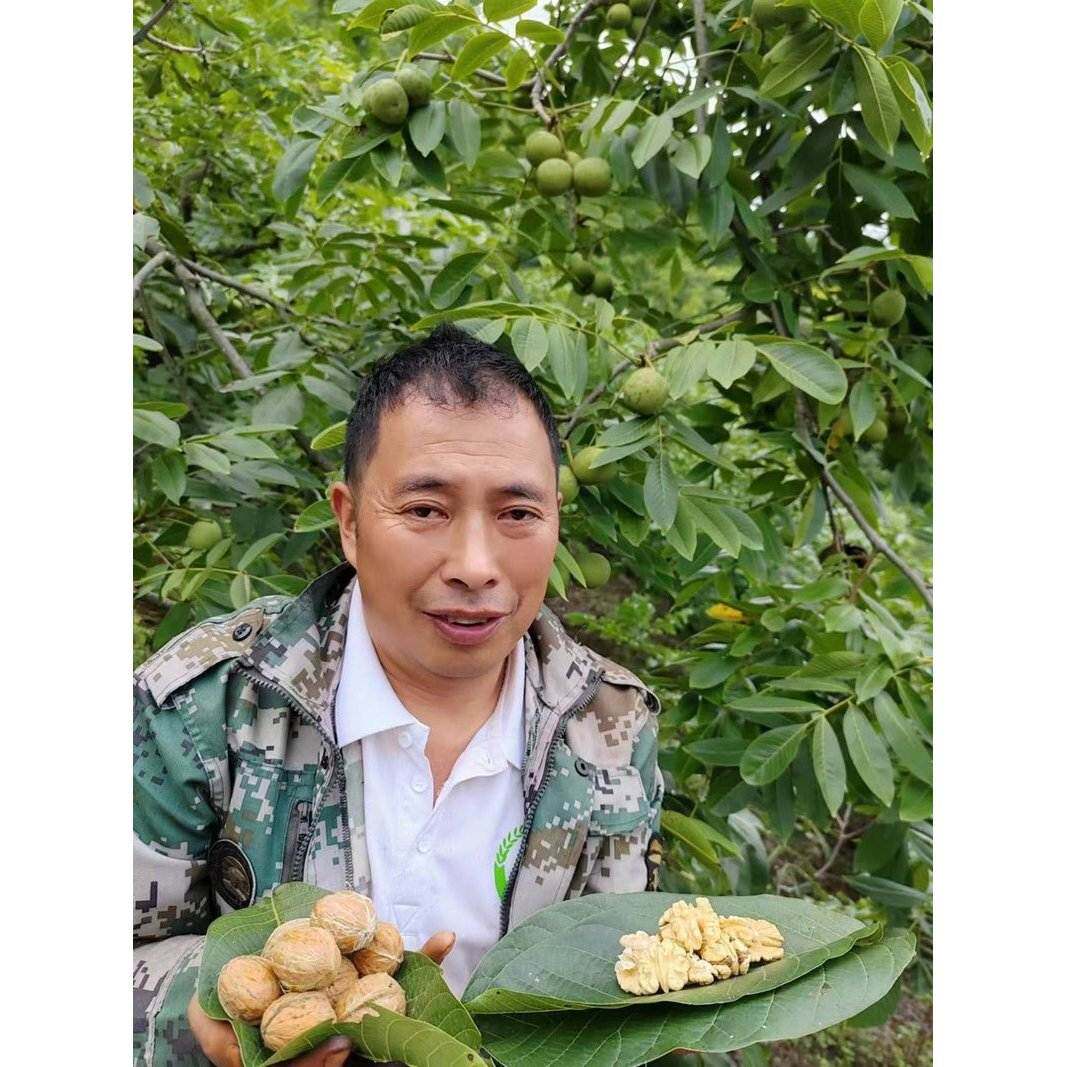 大凉山新鲜去皮湿核桃鲜核桃农家手工饱满湿核桃食用新货
