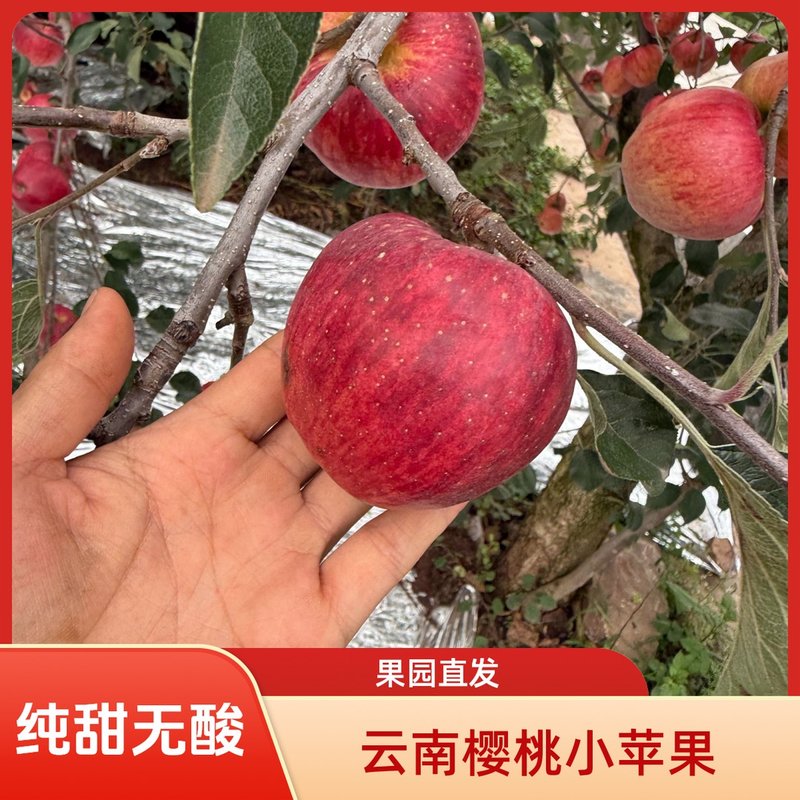 云南昭通正宗樱桃小苹果纯甜无酸脆嫩多汁现摘现发