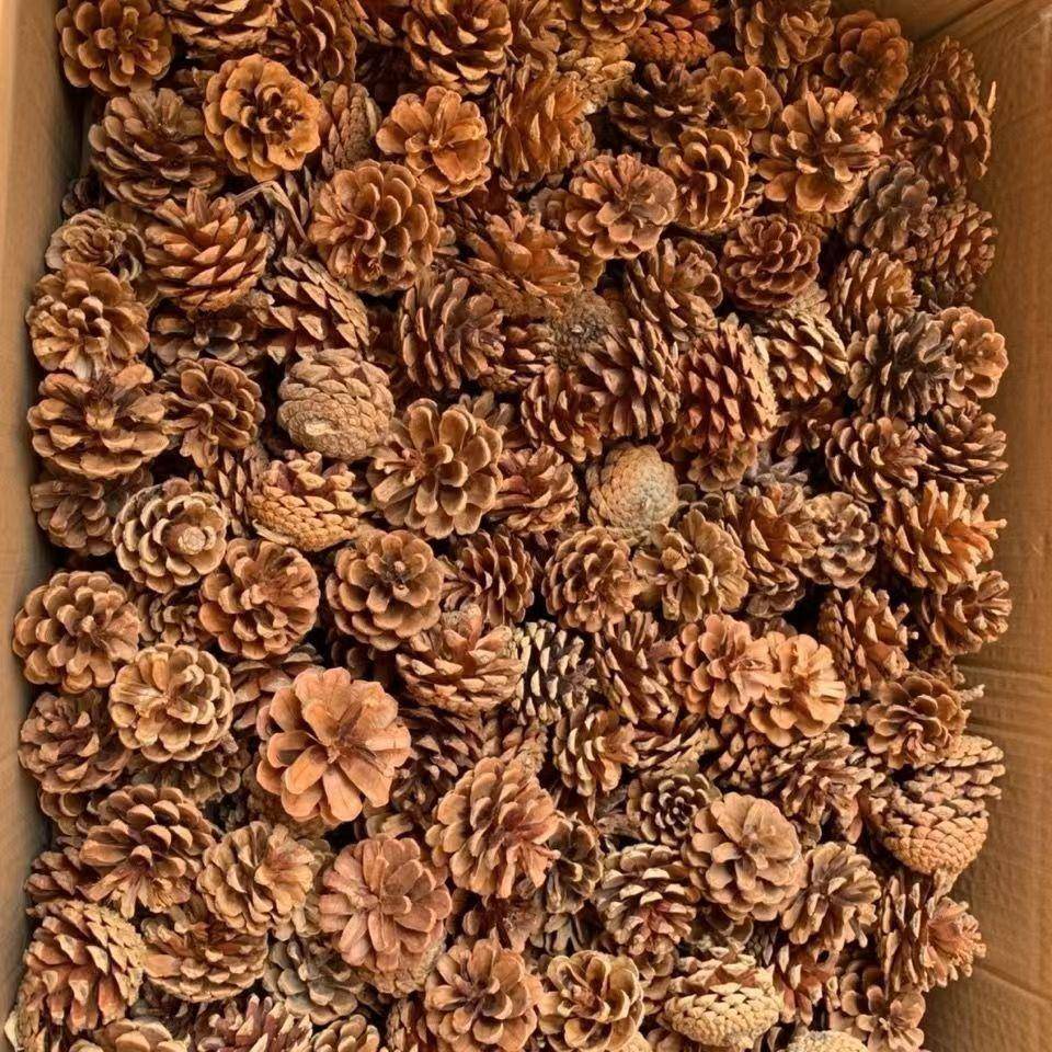 【3-6CM30个的包邮起价】天然松果松塔圣诞装饰松果干花 产地直销