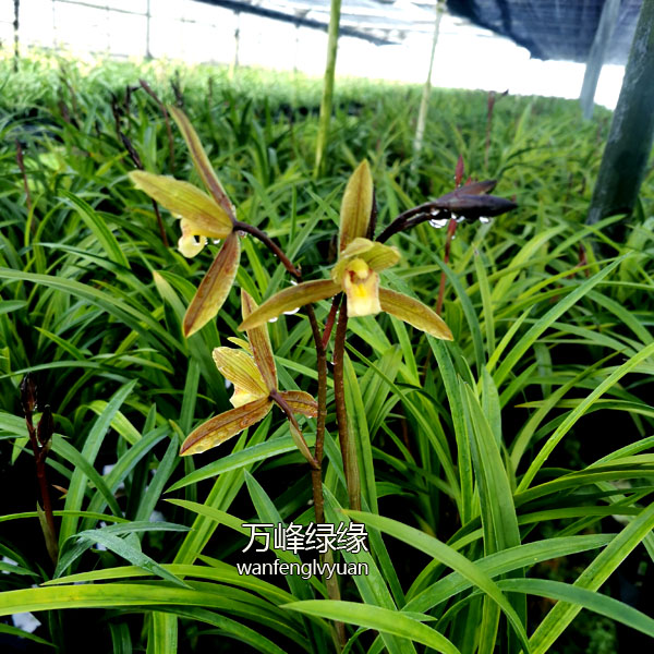 绿缘兰花 如意 带花芽四季兰墨兰杂交兰浓香室内桌面绿植常绿盆栽