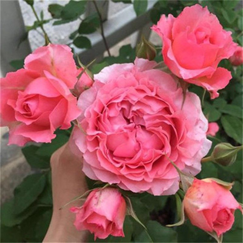 珊瑚果冻月季花苗四季可盆栽玫瑰开花特大花藤本花树蔷薇爬藤小苗