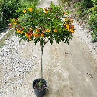 橙钟花直立大花新品凌霄花 阳台庭院盆栽橙钟花苗 耐热多年生花卉