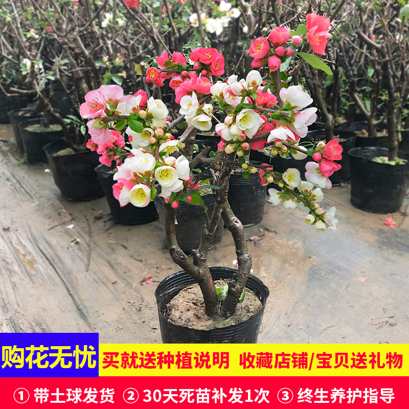 海棠花苗盆栽花卉植物室内花带花苞四季易活长寿冠海棠花树苗盆景