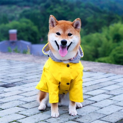柴犬雨衣潮牌冲锋衣服宠物狗狗雨衣柯基法斗边牧萨摩防水风衣雨披