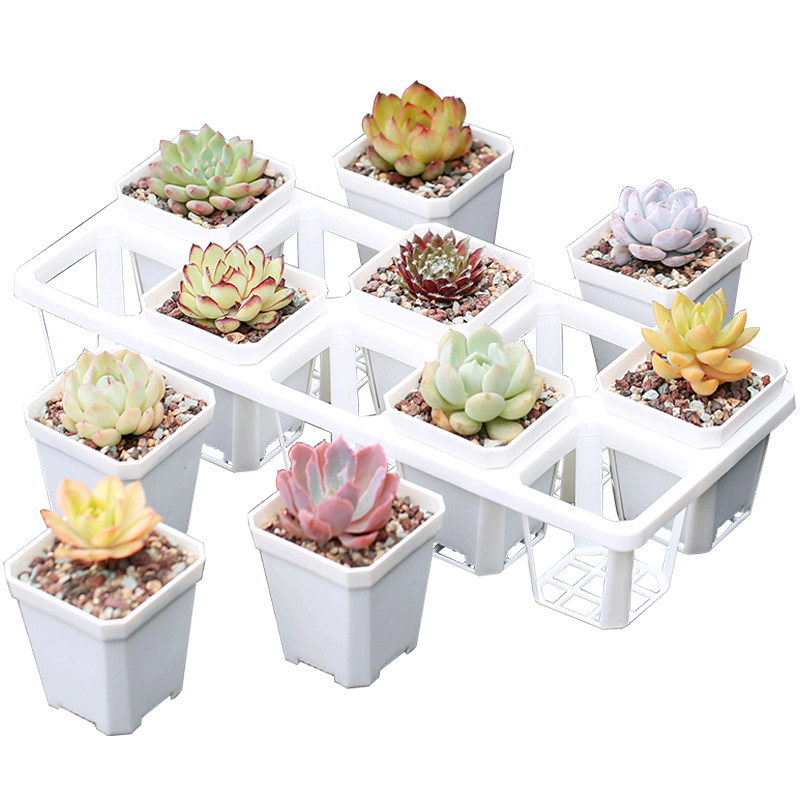 壹分皿多肉植物新手套餐肉肉植物多肉组合绿植盆栽迷你可爱小盆栽,鲜花速递/花卉仿真/绿植园艺,多肉植物,淘宝优惠券,粉丝福利购,淘宝优惠卷