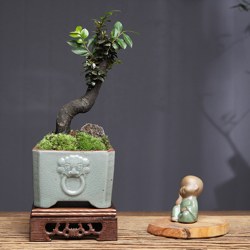 小叶紫檀盆景树苗办公室四季常青绿植物室内外好养活盆栽老桩客厅