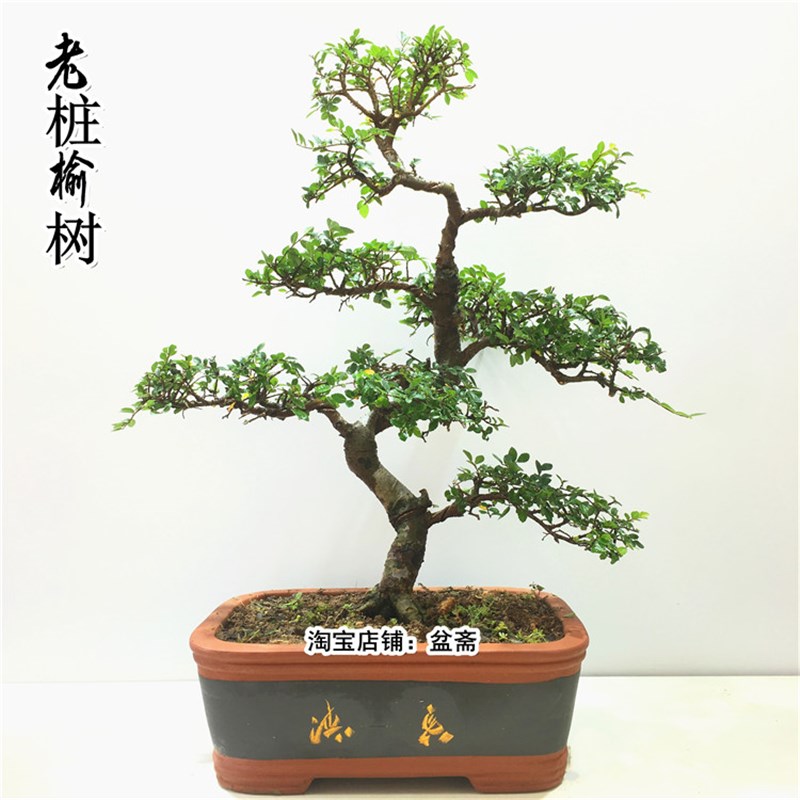 榆树盆景植物大型老桩黄杨雀梅阳台庭院造型红芽小叶榔榆