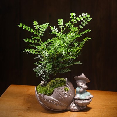 清香木盆栽禅意室内创意桌面小盆景办公室绿植好养四季胡椒木驱蚊