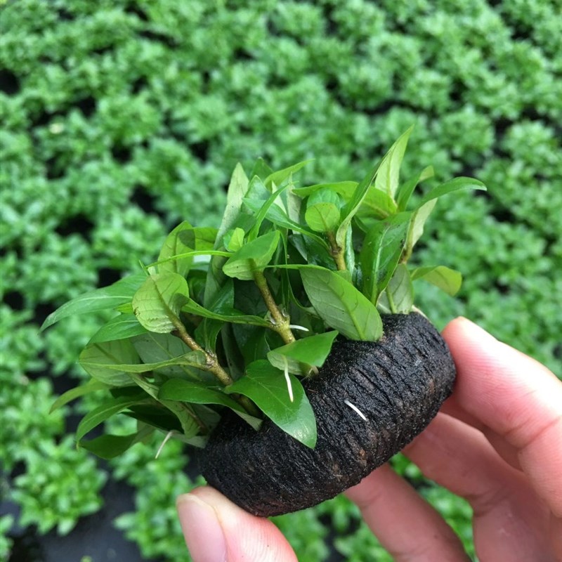 叉柱花小坨草鱼缸草缸造景水草场直发懒人水培增氧前景淡水草植物