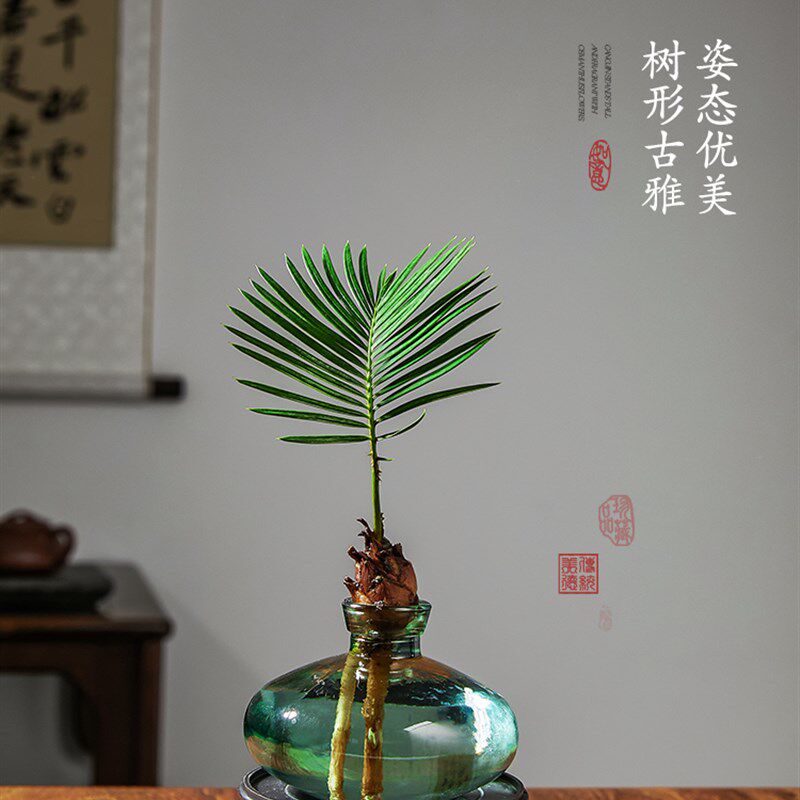 水培植物铁树小盆栽迷你室内办公室桌面养植物精品绿植造型盆景