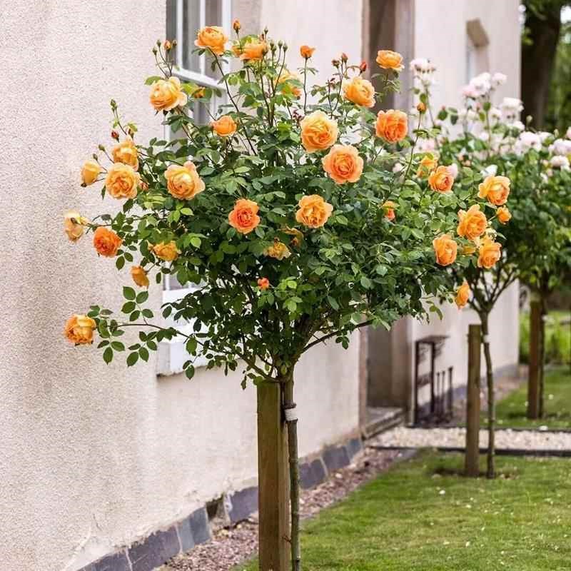 树桩月季特大花高杆月季花树棒棒糖树状月季四季开花嫁接玫瑰花苗