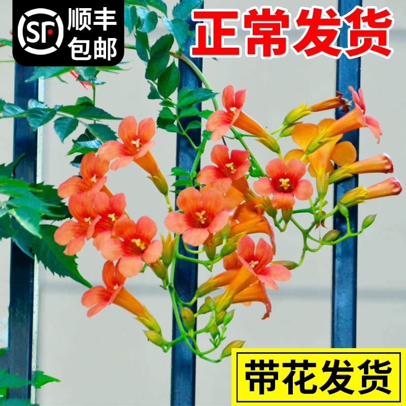 凌霄花爬藤大苗粉色植物四季花卉绿植盆栽中华老桩庭院阳台炮仗花