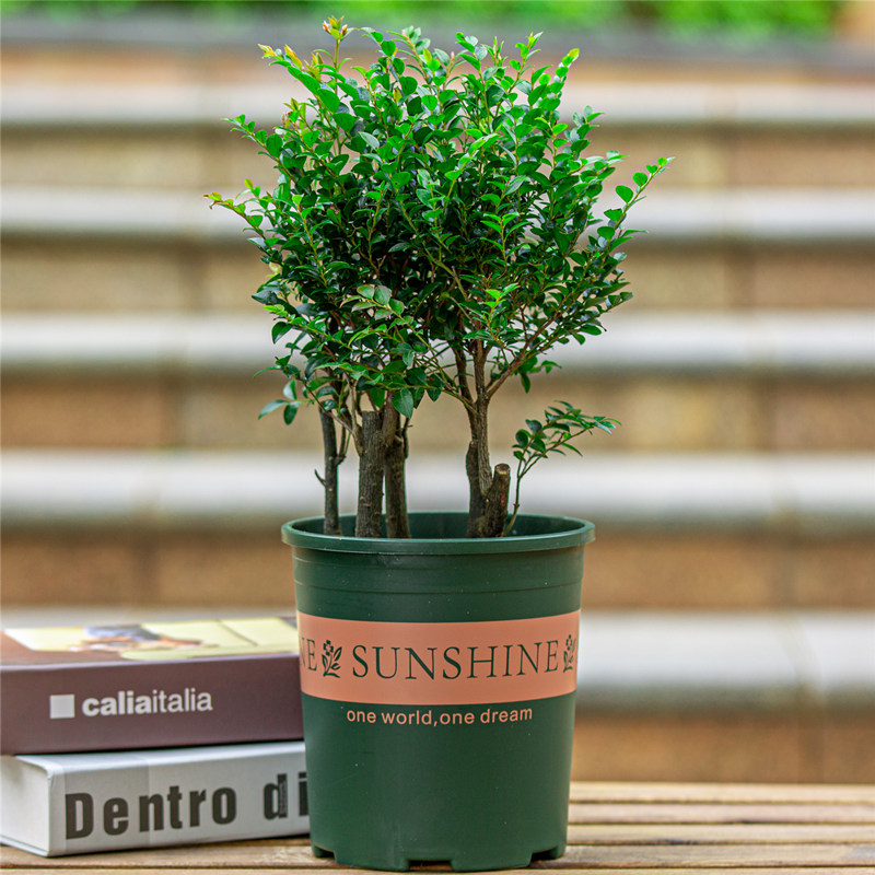 名贵小叶紫檀盆栽四季常青阳台庭院好养植物老桩盆景树苗观叶绿植