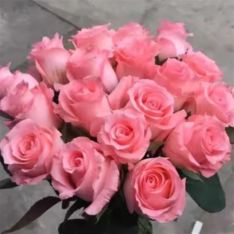 戴安娜 玫瑰花苗切花月季大花直立大朵灌木欧月阳台庭院盆栽植物