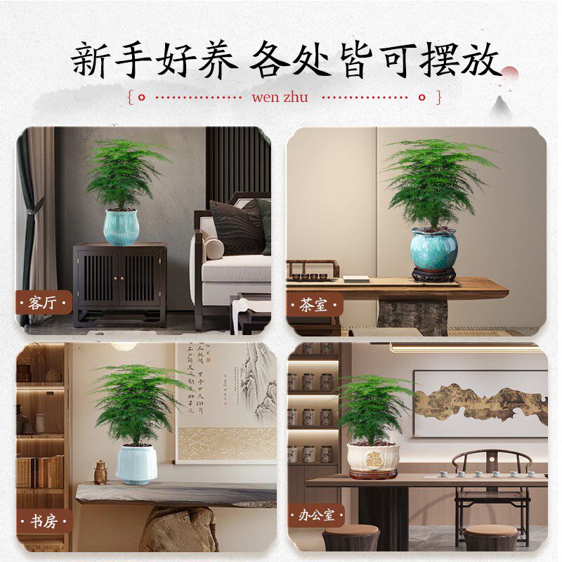 特级大盆文竹盆栽办公室内桌面绿植四季常青花卉净化空气好养易活