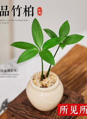 竹柏迷你植物小盆栽拇指q绿植办公室内桌面摆件盆景四季长青好养