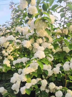 原生麻叶木绣球树苗 庭院别墅绿化苗 工程苗R木本植物绣球花苗