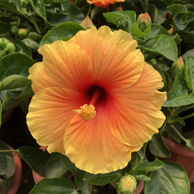 丹麦木槿四季开花重瓣耐寒扶桑花木槿花进口花苗盆栽绿植单瓣阳台