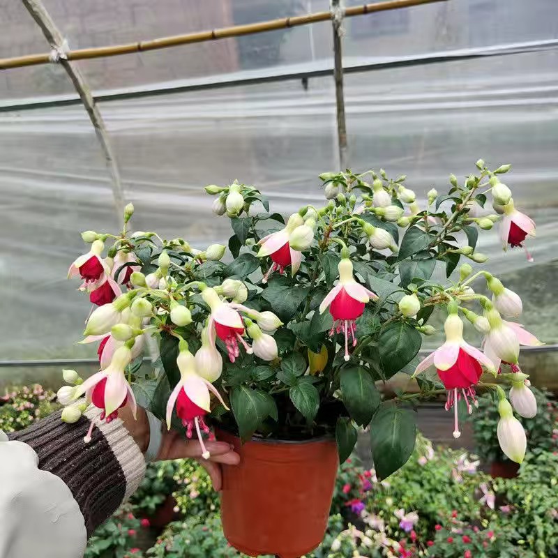 倒挂金钟灯笼花重瓣四季开花盆栽大苗室内阳台带花苞发货好养易活