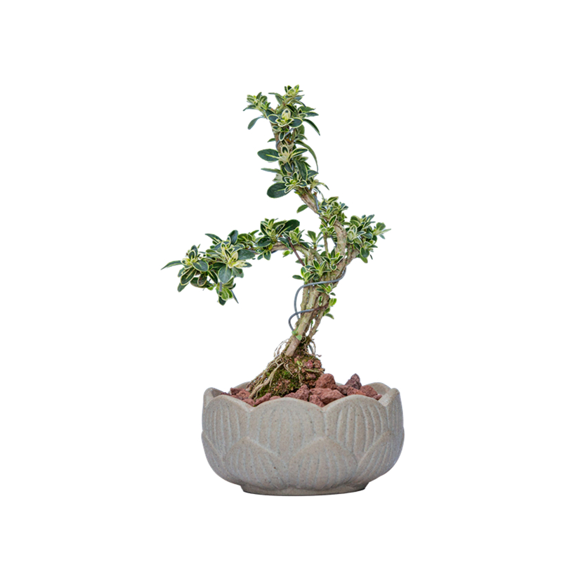 金边六月雪盆景室内客厅办公室桌面好养绿植禅意盆栽茶几摆件植物