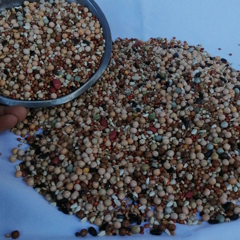 赛动力无玉米幼鸽粮营养饲料信鸽观赏鸽肉鸽粮通用粮5。15斤装包