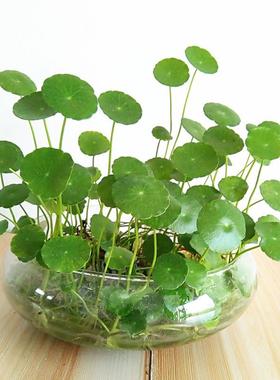 摆件金钱草室内盆栽花卉办公室水生水草客厅水养铜钱草泥招财进宝