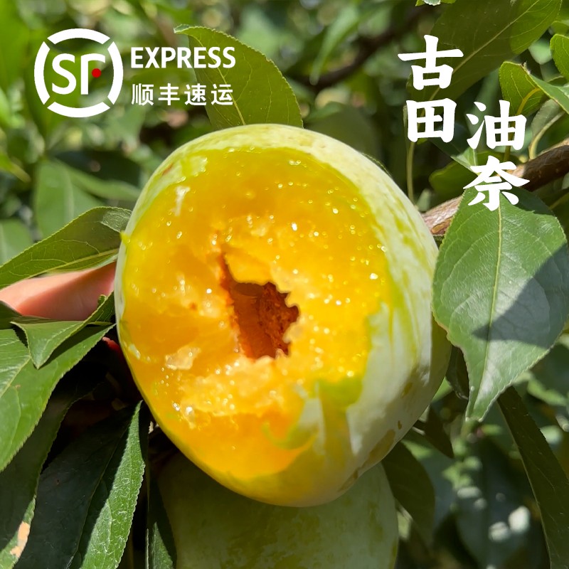 古田高山油奈李精选新鲜采摘水果水嫩多汁酸甜4.5斤