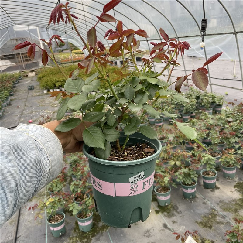 扦插苗月季1.8升盆栽集合阳台庭院花园观赏植物