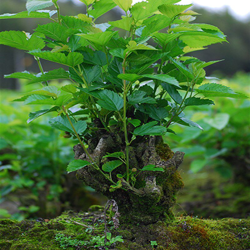 桑树苗盆栽10年老桑枝桑葚苗室内外造型盆景当年结果庭院素材绿植