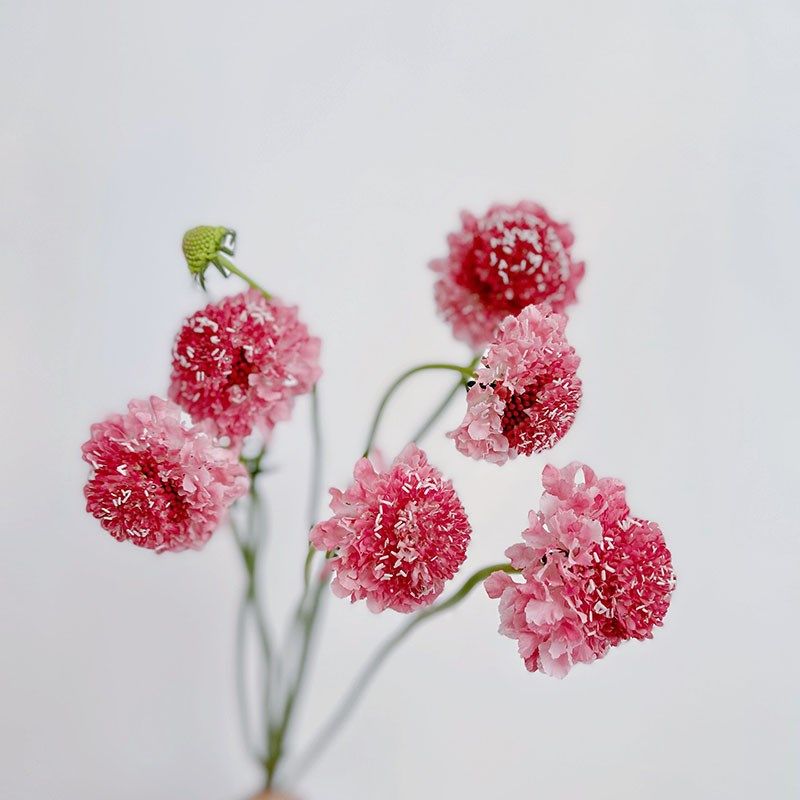 可可爱爱轻盈仙气粉色松虫草鲜花插花水养鲜切花云南直发百搭配花,鲜花速递/花卉仿真/绿植园艺,花材,淘宝优惠券,粉丝福利购,淘宝优惠卷