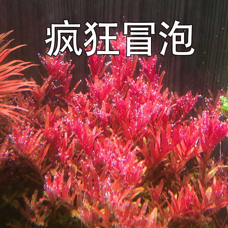 斯星特rgb全光谱水草led防水照明灯鱼草发色增艳红鱼不红水鱼缸灯图片