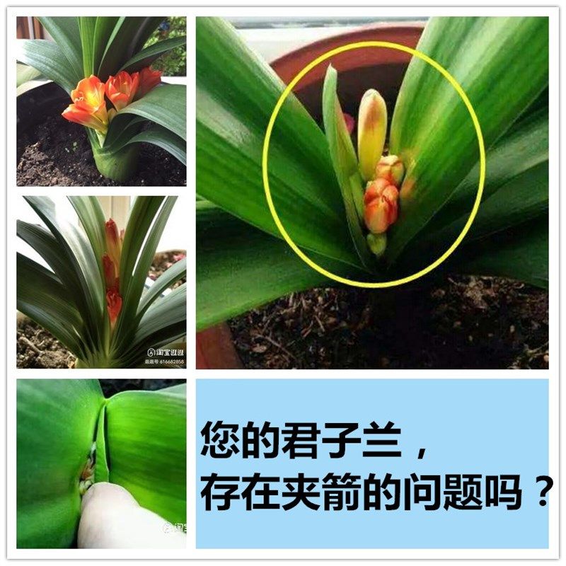 君子兰夹箭灵促箭剂快速拔剑剂通用型夹剑液促开花专用肥营养液,鲜花速递/花卉仿真/绿植园艺,家庭园艺肥料,淘宝优惠券,粉丝福利购,淘宝优惠卷