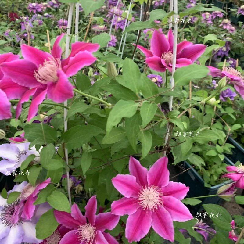 锦铁线莲花苗爬藤花卉植物重瓣大花藤本花卉庭院爬墙四季花无刺