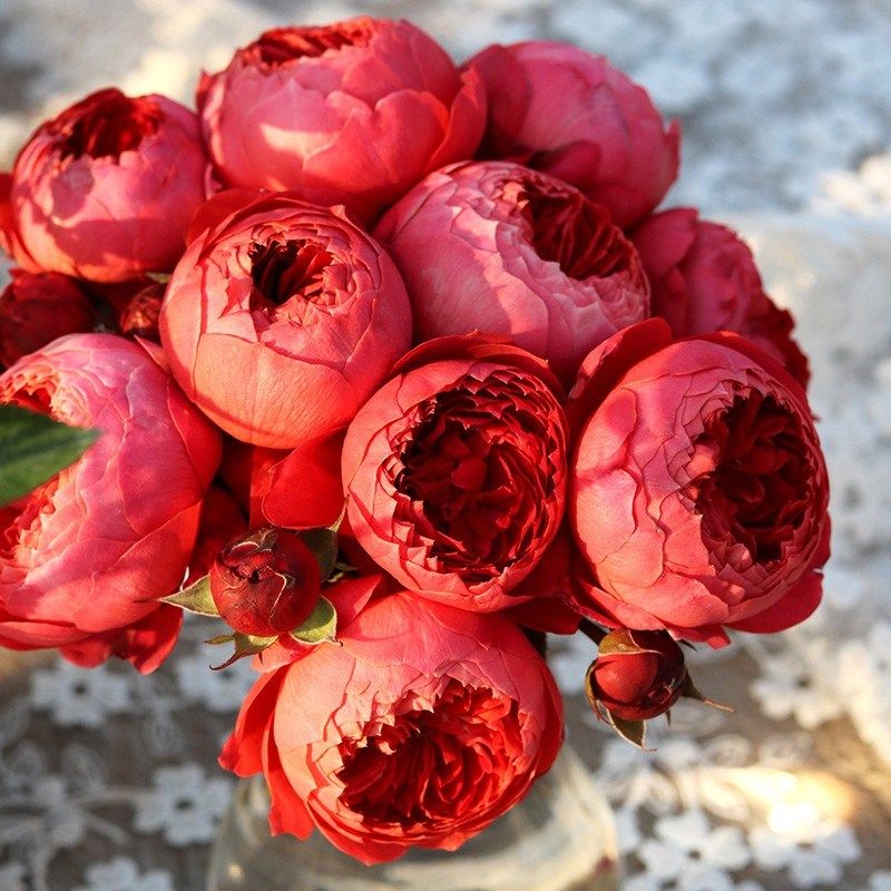 朱砂碗月季灌木耐热浓香四季勤花抗病包子型阳台花卉庭院盆栽玫瑰,鲜花速递/花卉仿真/绿植园艺,月季/蔷薇/玫瑰,淘宝优惠券,粉丝福利购,淘宝优惠卷