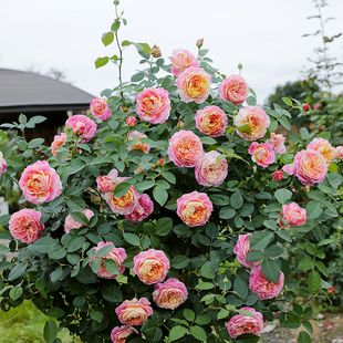 惠惠的花园月季莫奈焦糖古董阳台灌木四季开花庭院露台盆栽玫瑰