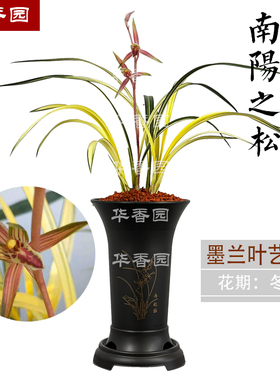 兰花苗 南阳之松 墨兰铭品大绿帽中透金黄色叶艺绿植物室内盆栽