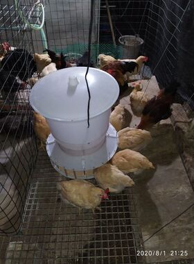 自动投喂器鸡定量投食自助控制全自动食槽鹌鹑喂料器投放器养鸡