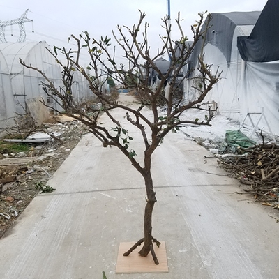 天然造型枯树装饰枯木干树枝摄影道具树实木干枝装饰树枯树枝树杆