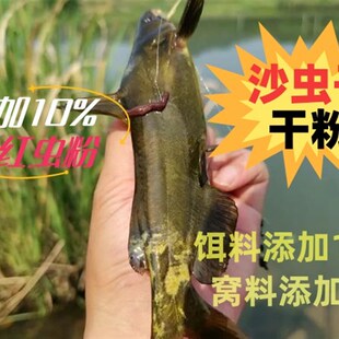 沙虫子孑孓蚊子幼虫红虫粉混合腥臭粉垂钓饵添加物黄辣丁鲶鱼沙沟