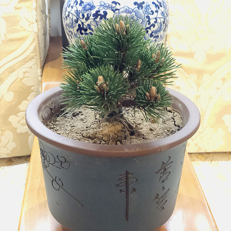 千寿丸盆景精品小苗五针松z黑松短针嫁接苗正宗宫岛寸梢