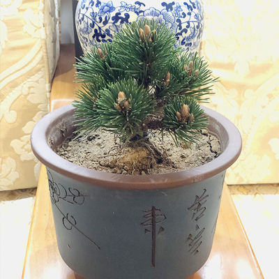 千寿丸盆景精品小苗五针松z黑松短针嫁接苗正宗宫岛寸梢