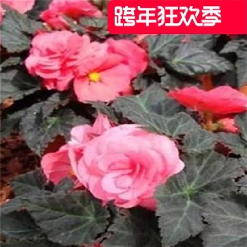 夫妻海棠花大花 重瓣大花y 小苗发货 盆栽花卉 球根海棠