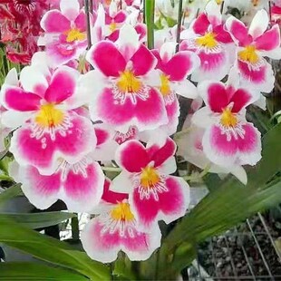 超低价中国红文心兰开花特香室内盆栽花卉绿Y植客厅花期